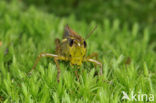 Large Marsh Grasshopper (Stethophyma grossum)