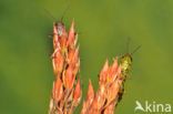 Large Marsh Grasshopper (Stethophyma grossum)