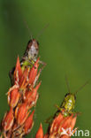 Large Marsh Grasshopper (Stethophyma grossum)
