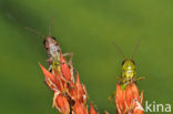 Large Marsh Grasshopper (Stethophyma grossum)