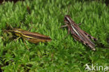 Large Marsh Grasshopper (Stethophyma grossum)
