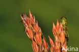 Moerassprinkhaan (Stethophyma grossum) 