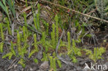 Marsh Clubmoss (Lycopodiella inundata)