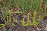 Marsh Clubmoss (Lycopodiella inundata)