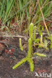 Marsh Clubmoss (Lycopodiella inundata)