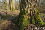 Moss