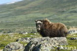 muskox (Ovibos moschatus)