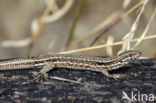 Wall Lizard (Podarcis muralis)