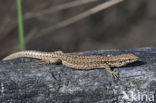 Muurhagedis (Podarcis muralis) 