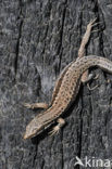 Wall Lizard (Podarcis muralis)