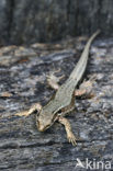 Wall Lizard (Podarcis muralis)