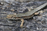 Muurhagedis (Podarcis muralis) 