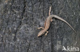 Wall Lizard (Podarcis muralis)