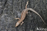 Wall Lizard (Podarcis muralis)