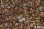 European Nightjar (Caprimulgus europaeus)