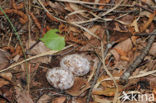 European Nightjar (Caprimulgus europaeus)