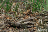 European Nightjar (Caprimulgus europaeus)