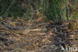 European Nightjar (Caprimulgus europaeus)