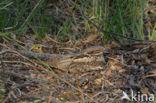 European Nightjar (Caprimulgus europaeus)