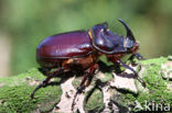 Rhinoceros Beetle (Oryctes nasicornis)