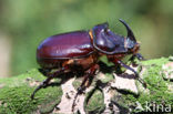 Neushoornkever (Oryctes nasicornis)