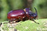 Rhinoceros Beetle (Oryctes nasicornis)