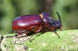 Rhinoceros Beetle (Oryctes nasicornis)