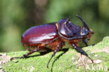 Neushoornkever (Oryctes nasicornis)