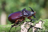 Neushoornkever (Oryctes nasicornis)