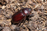 Rhinoceros Beetle (Oryctes nasicornis)