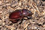 Rhinoceros Beetle (Oryctes nasicornis)