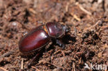 Rhinoceros Beetle (Oryctes nasicornis)