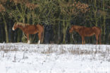 New Forest pony (Equus spp.)