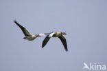 Egyptian Goose (Alopochen aegyptiaca)