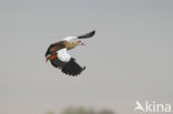 Egyptian Goose (Alopochen aegyptiaca)