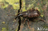 Notaris acridula