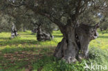 Olive (Olea europaea)