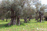 Olive (Olea europaea)