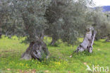 Olive (Olea europaea)