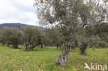 Olive (Olea europaea)