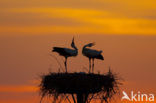 White Stork (Ciconia ciconia)