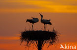 White Stork (Ciconia ciconia)