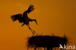 White Stork (Ciconia ciconia)