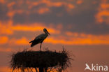 White Stork (Ciconia ciconia)