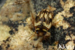 Oreodytes sanmarkii