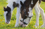 Paard (Equus spp)