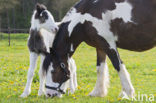 Paard (Equus spp)