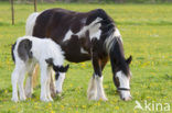 Horse (Equus spp)