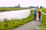 Paardenbloem (Taraxacum spec.)