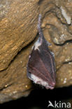 Mediterranean horseshoe bat (Rhinolophus euryale) 